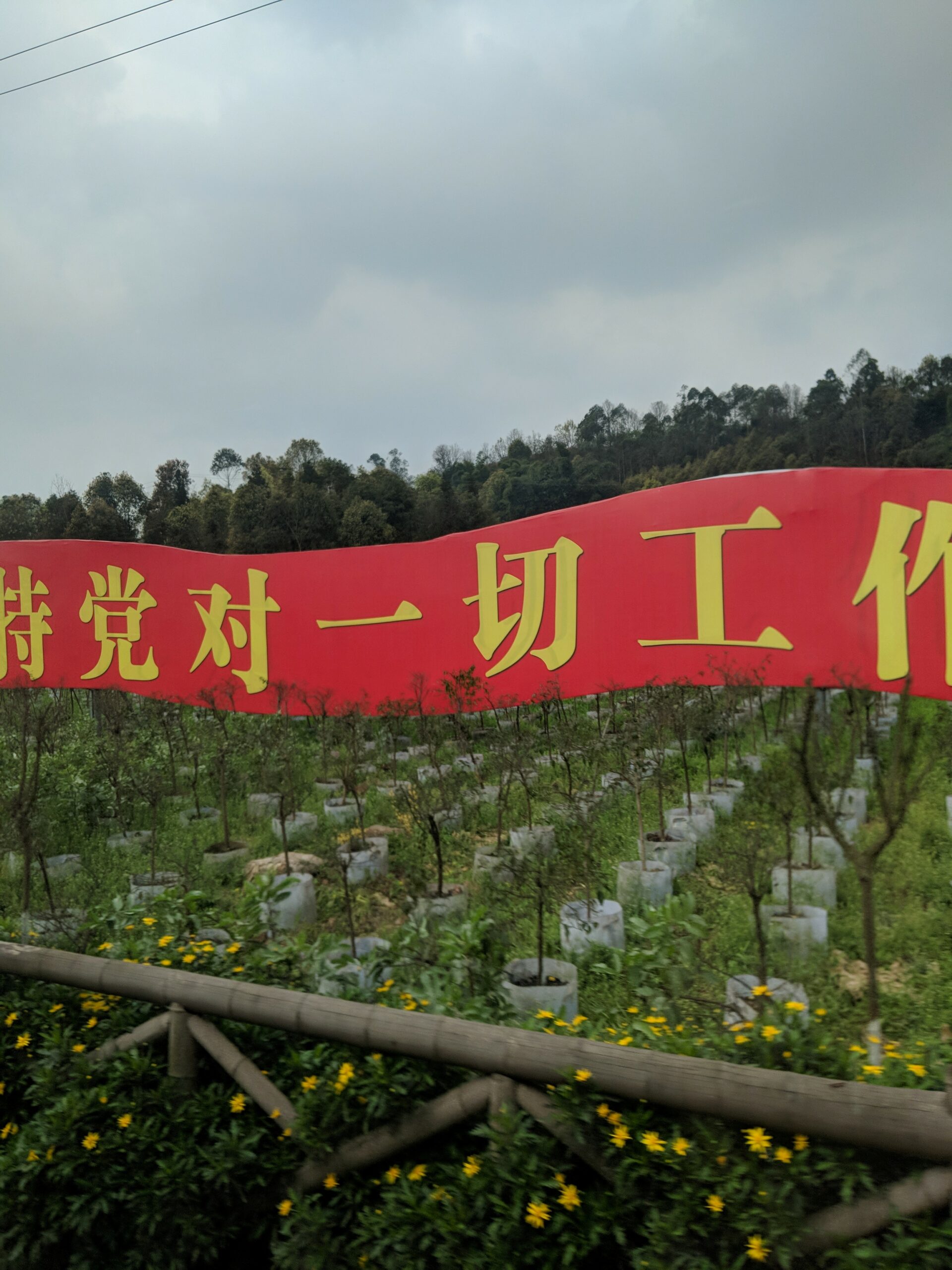 tea-plants-grown-in-sichuan-cultivate-taste